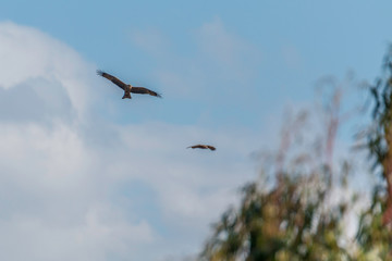 Black kite flying high in the clouds (Milvus migrans)