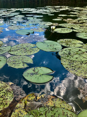 zielone lilie na wodzie © DP.REPORT