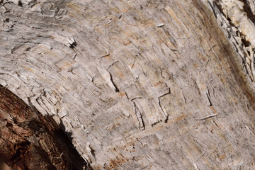 old wood texture