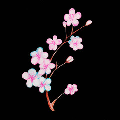 Naklejka na ściany i meble blooming spring twig with small flowers, sakura, apple tree, apricot