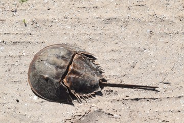 horseshoe crab