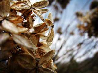 Fall Flowers