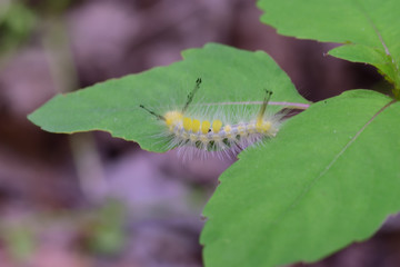 caterpillar on leaf