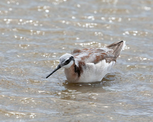 Wilson's Phalerope