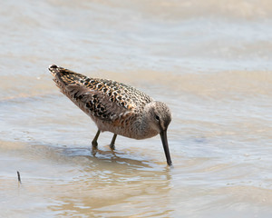 Long-billed Dowitcher
