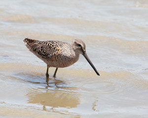 
Long-billed Dowitcher
