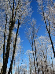 Fototapeta premium Winter Trees