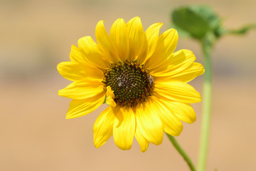 yellow flower