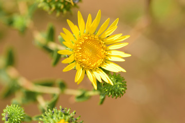 yellow flower