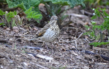 Mistle thrushes larger than song ones have longer tail pale grey brown upper parts and white heavily spotted underparts They have rattling call especially when alarmed singing vigorously on rainy days