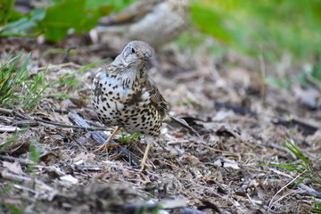 Mistle thrushes are the largest of thrush with fatter belly longer tail smaller head Both sexes have grey brown plumage bold spots on the breast pale wing edges dark eyes black bill and yellowish legs