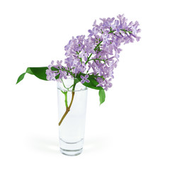 Blooming lilac sprig in glass of water isolated on white background   