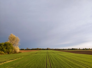 Fresh cereal growing in a field