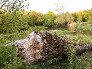 Fototapeta premium Fallen tree gnawed by beavers
