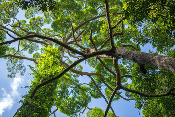 The big tropical tree with sky background, view from below. Scientific name Dipterocarpus alatus or Yang Na Yai tree or Dipterocarpaceae, Malaysia