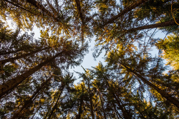 A view up to the treetops in the middle of a forest on a beautiful sunny day.