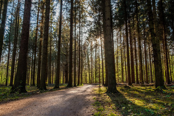 A path in a forest with the sun shining thru the trees.