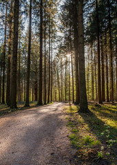 A path in a forest with the sun shining thru the trees.
