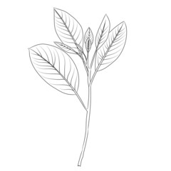 Vector branches and leaves. Hand drawn floral elements. Perfect for logo, pattern, print, packaging, wrapping paper. Botanical illustrations.