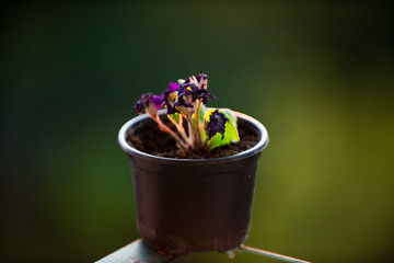 Violet that is about to fade on sunset. Reborn violet flower.