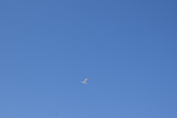 Gabbiano in volo