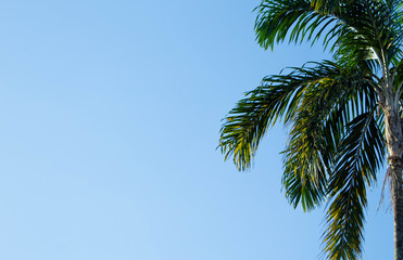 Sky background with tropical palm
