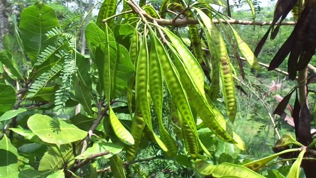 Leucaena leucocephala (jumbay, river tamarind, subabul, white popinac, white leadtree, Mimosa leucophala, Mimosa glauca Koenig) or can also be called chinese petai, kemlandingan, and lamtoro.
