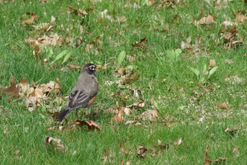 A wild Robin looking for food in Spring.