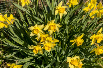 Fototapeta premium Narcissus is a typical spring plant of gardens and park