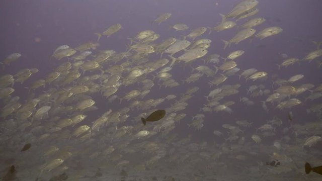 School of Jack fish