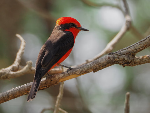 Scarlet flycatcher on a branch in a sunny day