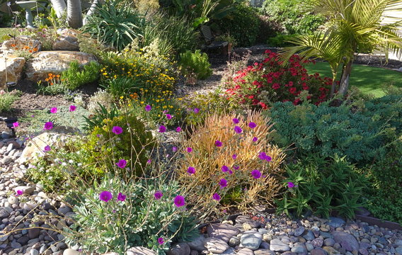 Shrubs And Succulents In Bloom In A Drought Tolerant Landscaping. 