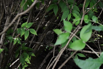 Birb boi posing for me