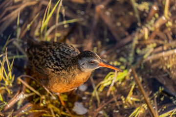 The Virginia rai (Rallus limicola) Small waterbird in the marsh. Natural scene from conservation area in Wisconsin.