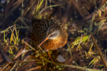 The Virginia rai (Rallus limicola) Small waterbird in the marsh. Natural scene from conservation area in Wisconsin.