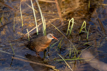 The Virginia rai (Rallus limicola) Small waterbird in the marsh. Natural scene from conservation area in Wisconsin.