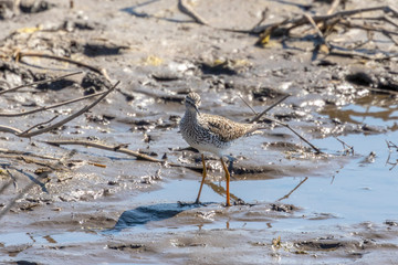 The lesser yellowlegs (Tringa flavipes) in natural conservation area.