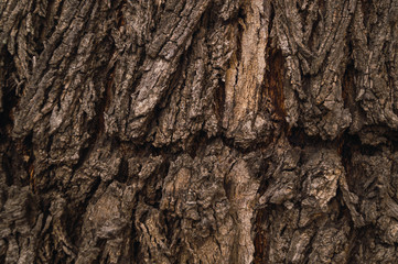 tree bark texture