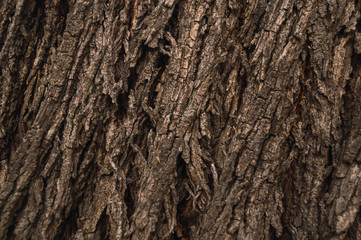 tree bark texture 2