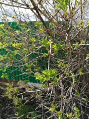 Budding leaves of trees in spring.