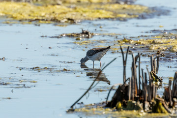 The lesser yellowlegs (Tringa flavipes) in natural conservation area.