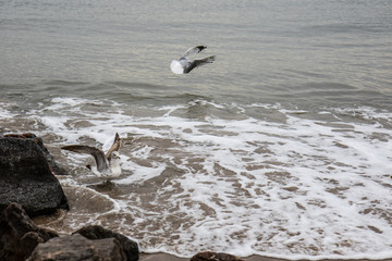 Fototapeta premium seagulls on the beach