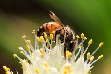 bee collecting pollen