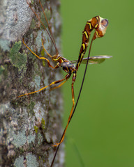 Long-Tailed Giant Ichneumon Wasp