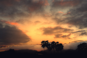 Fototapeta na wymiar Hawaiian Sunset with Tropical Weather and Silhouette Palm Trees