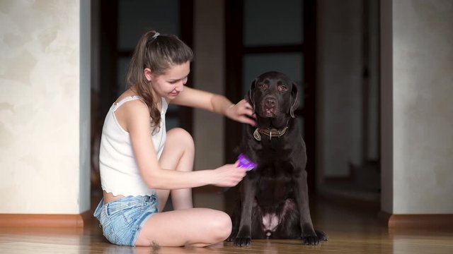 Girl combing a labrador at home in the hallway. A large brown dog sits quietly while the mistress combes it with a special device for molting dogs
