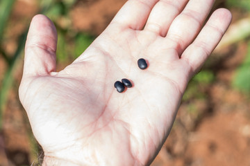 frijoles en la palma de la mano