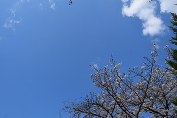 桜
