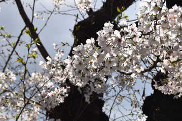桜