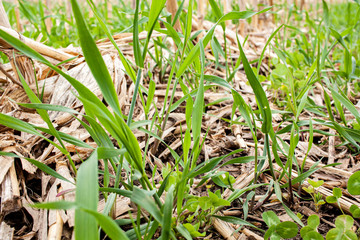 Close-up of perennial ryegrass and clover cover crop growing between rows of corn stubble in the spring.